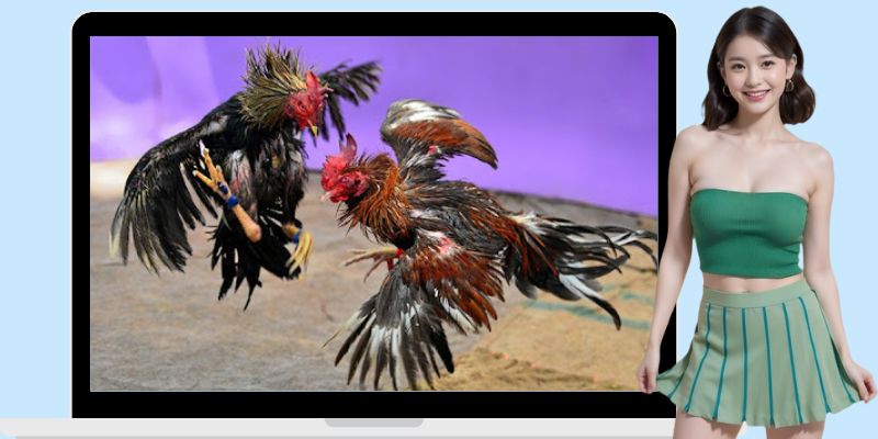 Đôi nét thông tin cơ bản bạn cần nắm rõ về đá gà Campuchia