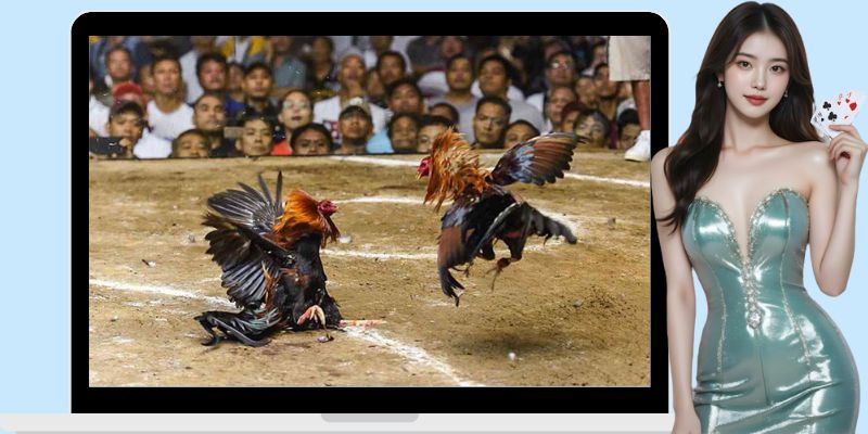 Thông tin về quá trình phát triển của loại hình chọi kê